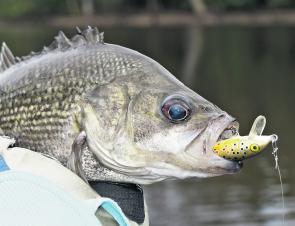 When you see lures going right down the hatch like this one, you have to believe the fish see them as something worth eating.