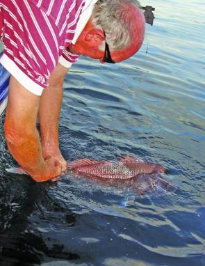 A solid snapper being released to fight another day. Some big reds are taken at this time of year so get out and enjoy the action before it's too late.