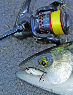 Love or loathe them, salmon are about in numbers and keen to pounce on most lures and baits cast their way.