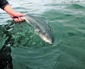 That is a cracking salmon in anyone’s book – the north west coast is salmon central.