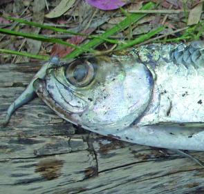 This little tarpon snapped onto a Gulp soft plastic flicked on the surface at Pikes Crossing.