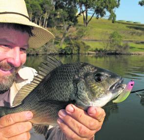 A Gippsland Lakes bream rises to a surface Bent Minnow. 