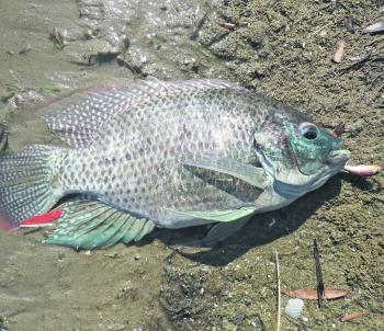 Tilapia are an increasing problem in our local lakes.
