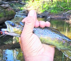 Casting a dry fly should really pick up this month on the lakes and in the running water. Best time for dry-fly action is around dusk but if you add a nymph dropper below a hopper dry fly, you could hook fish all day long.