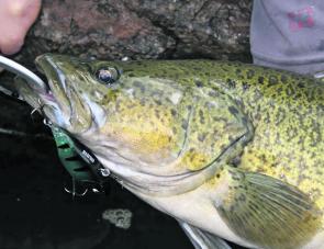 A healthy Murray cod caught on the drop using the Balista Juggernaught LED lure.