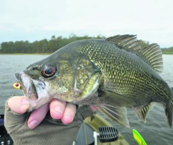 Small paddle tail or curl tail plastics are consistent producers on bass.