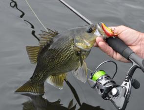 There are plenty of bass in the Bega River. They like crankbaits but this month they’ll also be keyed in on surface lures.