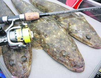 Flicking lures is also effective for all species of flathead.