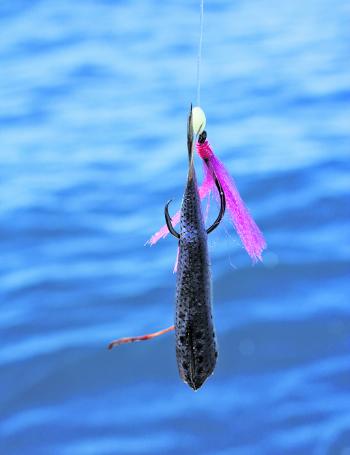 If you are going to use a pilchard, cut it in half and rig it on a serious circle hook.