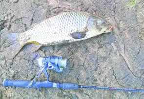 There’s no shortage of carp in the Ovens River around Wangaratta to keep yourself and the kids entertained during the last month of the closed cod season.