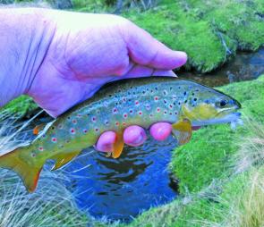 Spritely little brown trout make up for their diminutive size with their stunning colours and willingness to snatch dry flies off the surface.