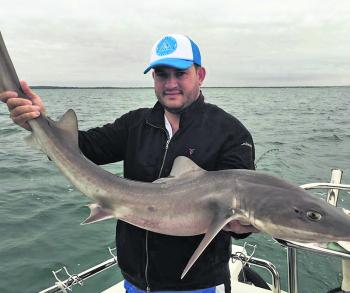 Christos Karapavlou managed this magnificent gummy shark while fishing the Western Entrance on board Think Big Charters. Photo courtesy of Think Big Charters.