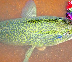 It often pays to use something a little different to entice highly pressured fish. This was one of many Murray cod landed on the author’s new Angel Baits. Very few fish in Australia have ever seen them so they’re dynamite in highly pressured waters.