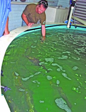 The brood stock are kept indoors and the light duration monitored to get the breeders ready for their part in the stocking program. Here Steve Morgan is hand feeding some of the brood stock. And yes he still has all his fingers – just!