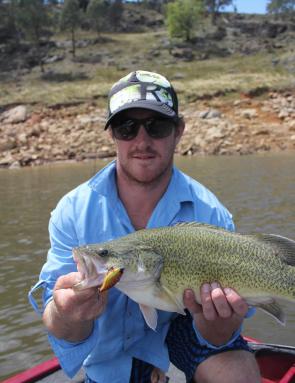 During their closed season Murray cod are common by-catch when targeting golden perch with smaller lures. Cod should be removed from the water only for hook removal and a quick photo at the most.