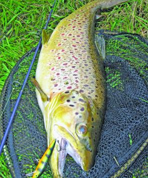Mt Emu Creek often shows up big fish, like this 2kg+ brownie taken on a Rapala.