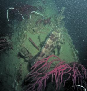 Here a big cod rests on the hull of one of Bowen’s many wrecks. (Image supplied by Aussie Dive in Bowen) 