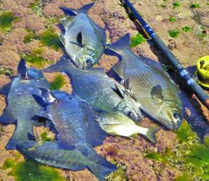 A hot mixed bag of cold-water fish from Bangalley Head – silver drummer to just under 7kg, fat black drummer to 3.4kg, hefty luderick and a lone bream. This is a hot month for the dreaded silver drummer. The silvers and the bream took salted cunjevoi and 
