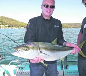 Another Pittwater kingfish falls to a trolled fresh squid head.