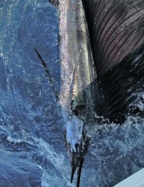 Small billfish, such as sailfish and marlin, will appear on the inshore grounds throughout the coming month.