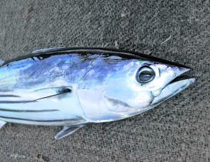 Over the past few seasons there’s been a good run of striped and mack tuna along the Central Coast. At least one of these species should show up in good numbers this month.