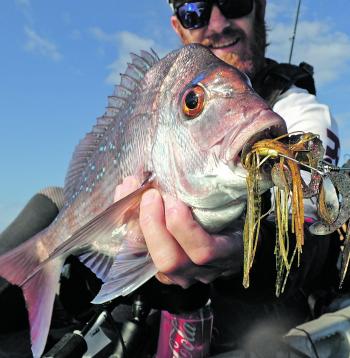 Snapper on spinnerbaits started off as an experiment by the author, but now it’s his go-to method.