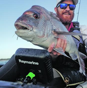 Even with all the bits and pieces sticking out, a snapper can still find a way to get a spinnerbait into the back of its mouth.