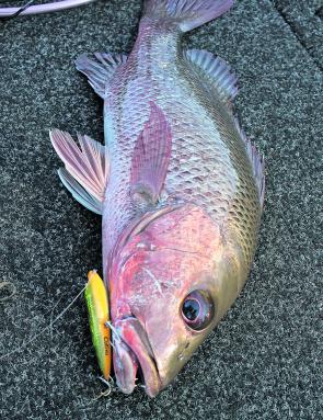 Just what the doctor ordered – a surface munching mangrove jack.