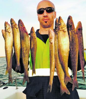 A sample of the beautiful whiting that have been taken off the Middle Spit.