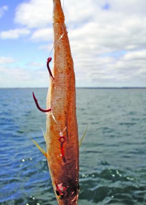 Silver Whiting are a popular bait for Port Phillip Bay, although purchased frozen, they can be caught fresh in Bass Strait.