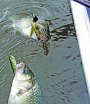 Upstairs and downstairs: It probably won’t matter whether you cast a spinnerbait or a surface lure for bass this month, each will get hammered.