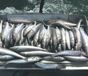 There are a few whiting about – big catches like this are possible once you hit the right spot.