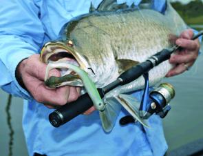 The Berkley Hollow Belly rigged on one of the new Nitro Button Jigs makes a great barra lure.