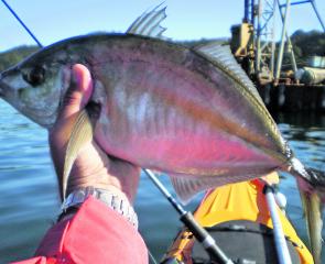 Trevally are great fun from a kayak, the shore or a boat.