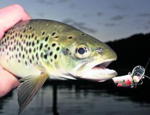 Trolling small minnows before sunrise can be a very effective technique in Lake William Hovell during August.