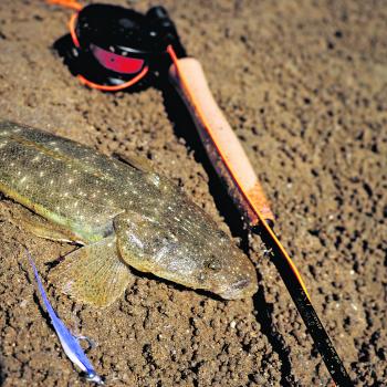 The author took his first flathead on fly!