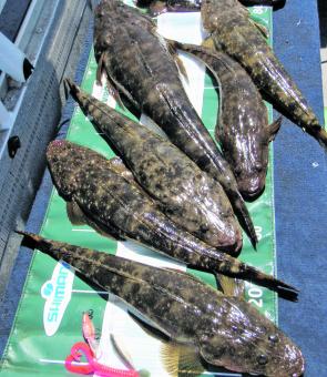 A great feed of succulent dusky flathead ready for the icebox of the fillet table. 