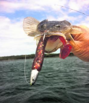 Even a small flathead has a big mouth and is greedy. The minimum size for a dusky is 36cm and for the offshore species 33cm. The dusky has a prominent dark spot on its tail.