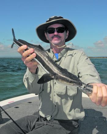 A small cobia caught while flathead fishing in shallow water.