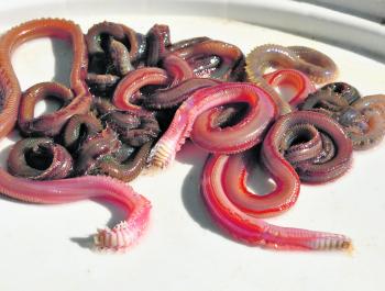 Fish slurp up sea worms like kids eat Allens snakes!