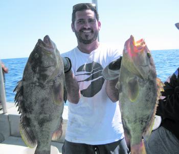 There have been big numbers of maori cod offshore Rainbow Beach.