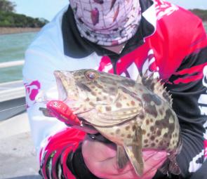 This cod was picked up casting against the water edge while trolling divers. The craw perch Crankster seems to catch cod everywhere!