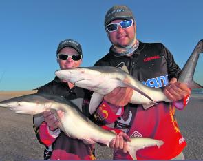 Fish and chips – a couple of surf caught bronze whaler shark destined for the plate. 