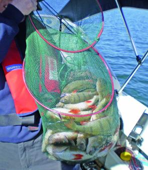 Garry Drew caught this fantastic bag of tasty Purrumbete redfin on smelt fished near the bottom. (Photo courtesy Garry Drew)