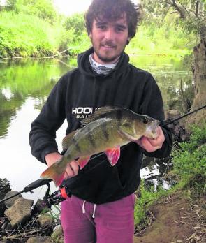 Taking a break from chasing snapper, mulloway and bream, Nathan Wright pulled this well-conditioned redfin on a singled-tailed grub from the Werribee River. 