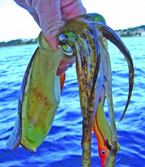 Calamari are a great family fishing option – great fun and great food.
