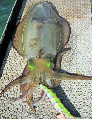 Winter is a great time to target calamari over the shallow weed beds. Size 3.0 jigs like this Yakamito pX are deadly.