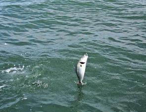 Salmon almost always jump at the boat. This is where you’ll lose them if you give them in inch of slack line. Keep the line tight at all times.