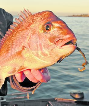 Now is prime time on the inner reefs to tangle with a few pinkie snapper.