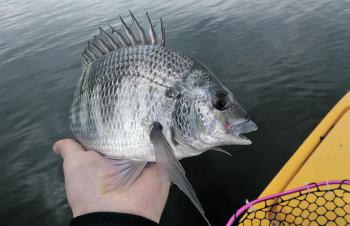 Local bream have started their usual winter patterns.